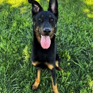 TCHUCK DU SERMENT DES BRUMES