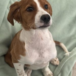 MILO