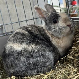 PEPPER
