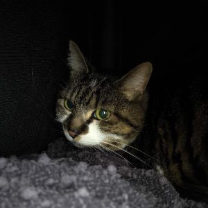 MINETTE