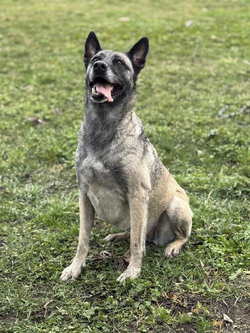 ARYA