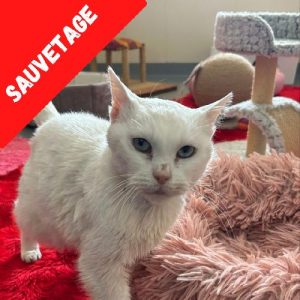 BLANCHETTE