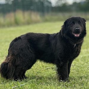 KENAI