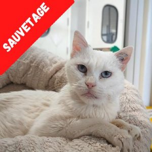 BLANCHETTE