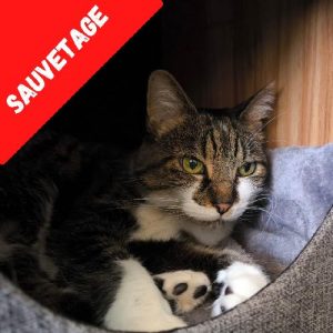 MINETTE