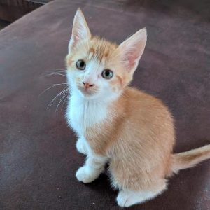 NALA