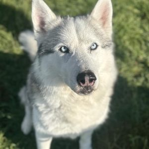 AIKO