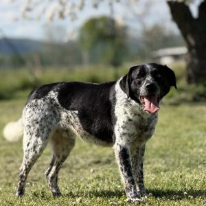 PONGO