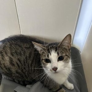 TOM