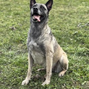 ARYA
